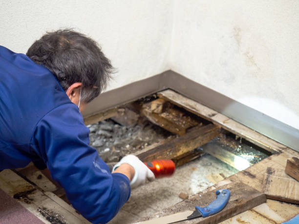 Best Commercial Mold Removal  in Ellensburg, WA