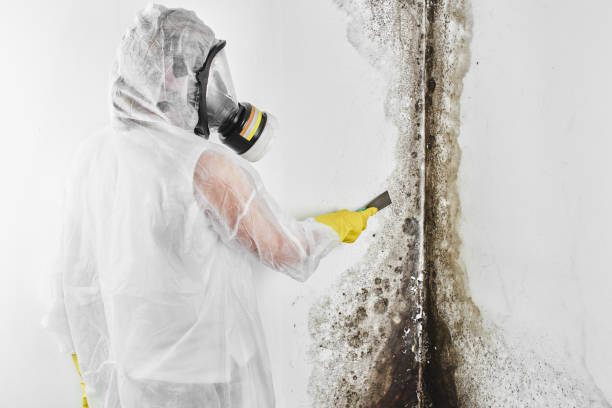 Best Affordable Mold Removal  in Ellensburg, WA