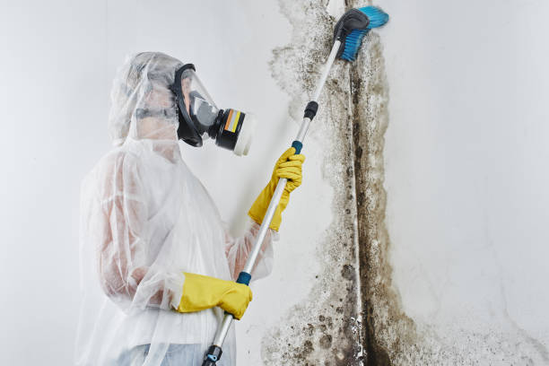 Best Certified Mold Removal  in Ellensburg, WA
