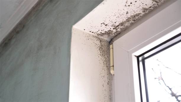Best Local Mold Removal Service  in Ellensburg, WA