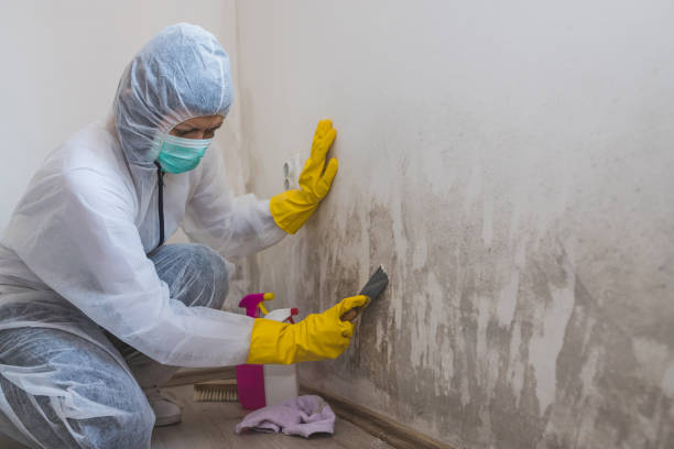 Best Mold Damage Repair  in Ellensburg, WA