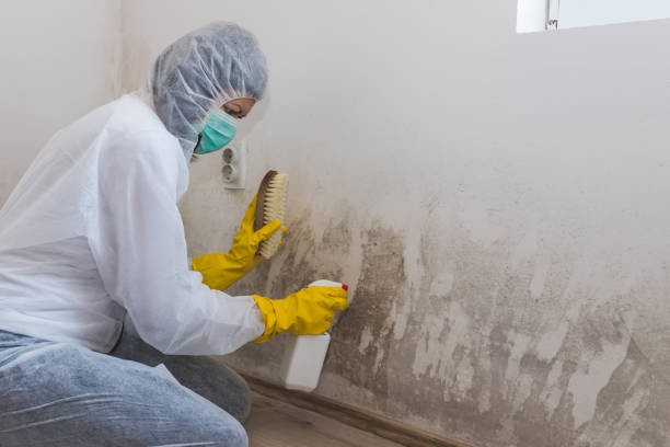 Best Mold Removal Near Me  in Ellensburg, WA