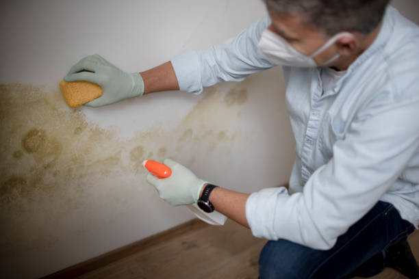 Best Mold Testing  in Ellensburg, WA