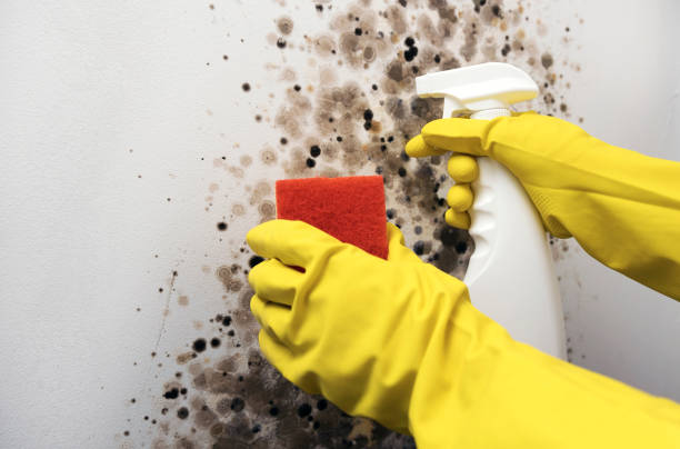 Best Mold Cleaning Services  in Ellensburg, WA