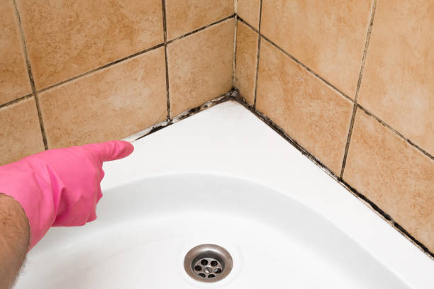 Best Black Mold Removal  in Ellensburg, WA